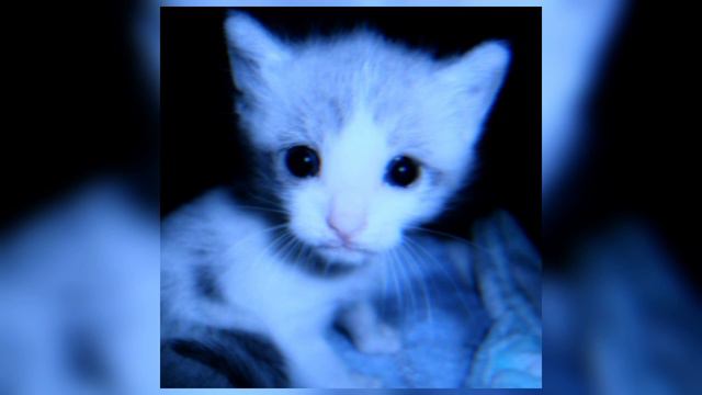 Øneheart, Ooes - Forever★(speed Up)