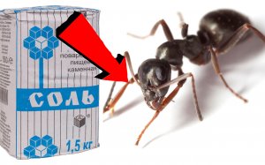 Как избавиться от муравьёв за 3 Секунды!