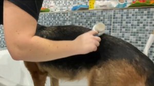 КАК ПОМЫТЬ СОБАКУ | банный день | НЕМЕЦКАЯ ОВЧАРКА