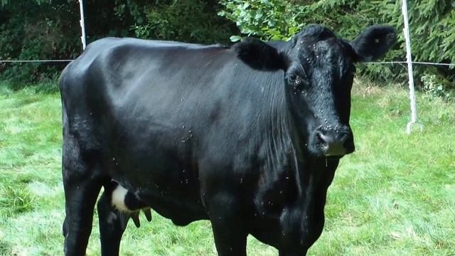 Rinderzucht auf Charlottenhof in Essen-Kettwig!