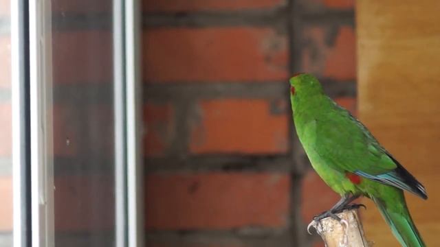 Какарики Итан разговаривает 2 смотреть онлайн