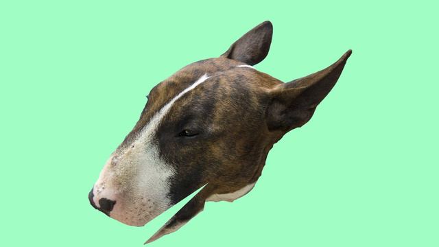 Special Take on me parody (Bull Terrier cover) смотреть онлайн