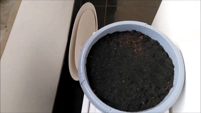 Зелень будет всегда на столе-лук на перо.Zwiebeln auf einer Feder смотреть онлайн