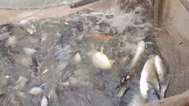 Best Net Fishing Video ll Big Catfish Catching Using by big net in the Beautiful Pond смотреть онлайн