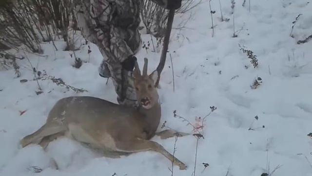 Рогатая самка косули смотреть онлайн