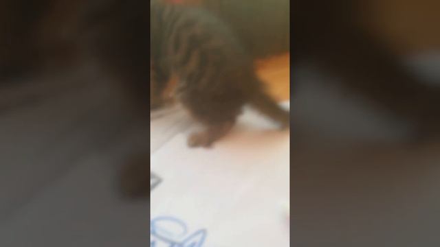 ☆☆наше первое видео! котята хотят делать уроки☆☆ (читать описание) смотреть онлайн