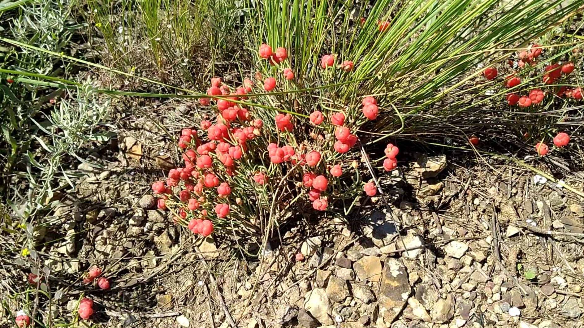 Шикоягоды хвойника смотреть онлайн