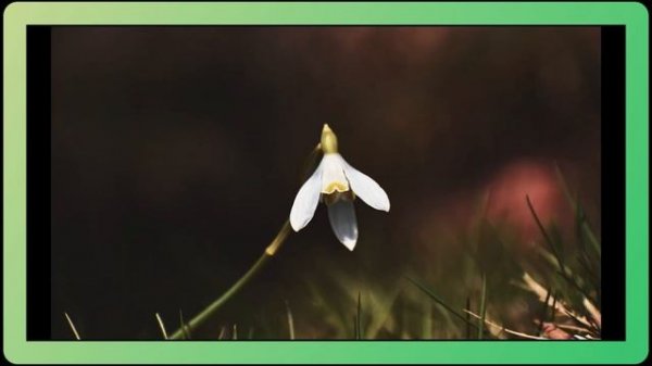 Snowdrops (Galanthus): The Delicate Harbingers of Spring