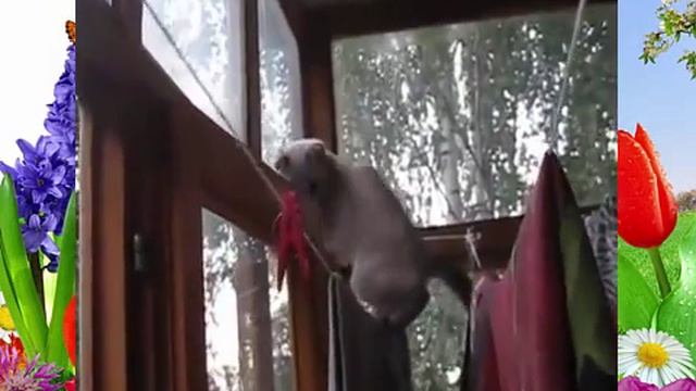 Бабочка кот и каскадерские трюки кота на верёвке? смотреть онлайн