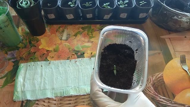 Аптечное средство от ЧЕРНОЙ НОЖКИ. Рассада в марте.