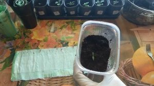 Аптечное средство от ЧЕРНОЙ НОЖКИ. Рассада в марте.