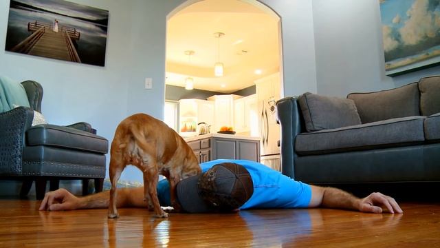 Faking My Death In Front of My Dog - Funny Dog Reacts смотреть онлайн