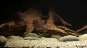 Geophagus sveni Parana, Balz