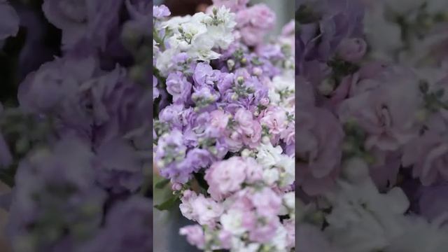 Монобукет из кустовой маттиолы смотреть онлайн