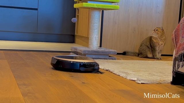 Семья золотых британских шиншилл в Белграде. MimisolCats смотреть онлайн