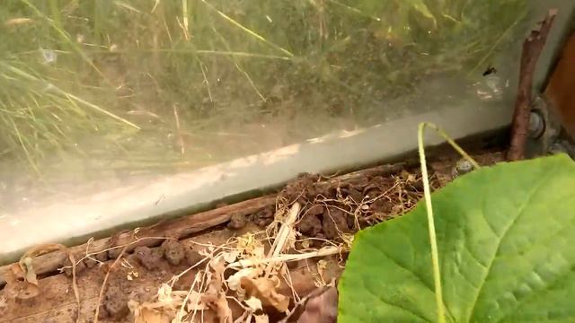 Лягушка на даче смотреть онлайн