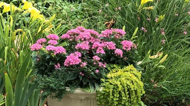 Giant swallowtail and pentas смотреть онлайн