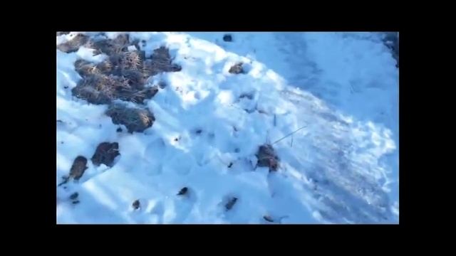 Наша поездка в Гузерипль смотреть онлайн