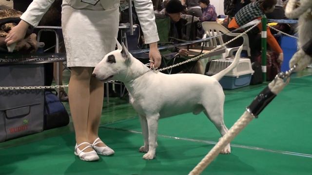 CACIB (Международная выставка собак) ЗВЕЗДЫ СИБИРИ 2011 00470 смотреть онлайн