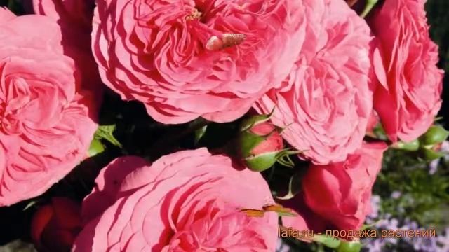 Роза флорибунда Баронесса ? обзор: как сажать, саженцы розы Баронесса смотреть онлайн