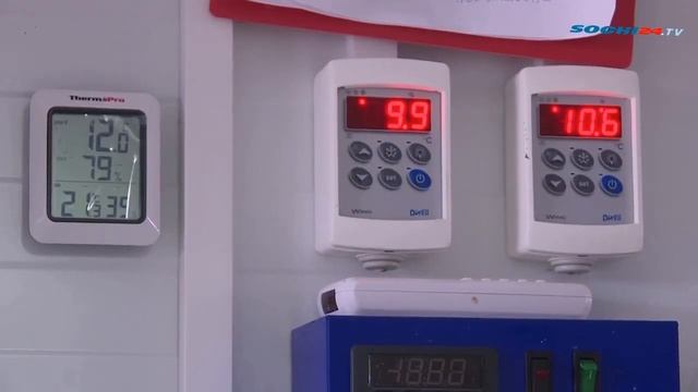 Как правильно приготовить сыр смотреть онлайн