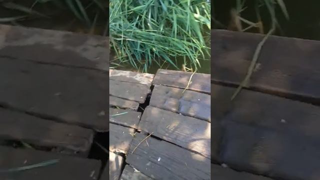 Россия！Оренбургская область.Село Ефимовка！ смотреть онлайн