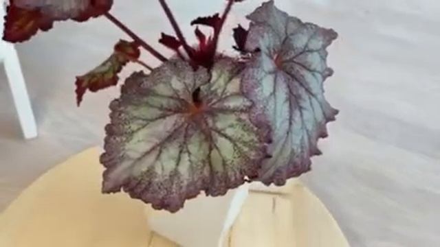 Бегония сеянец от Диметрис смотреть онлайн