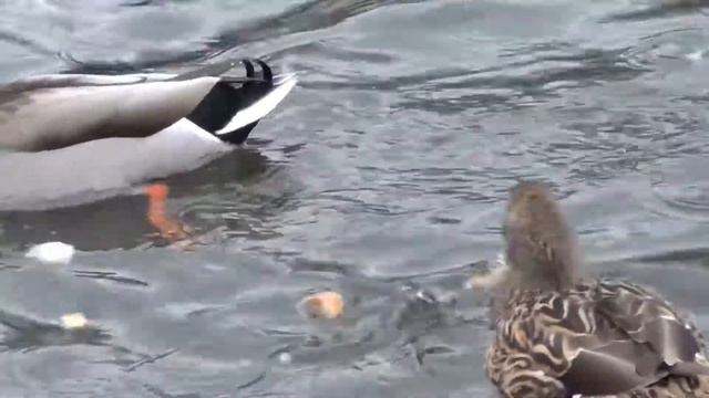 Красивые изящные уточки, селезни, красивые птицы смотреть онлайн