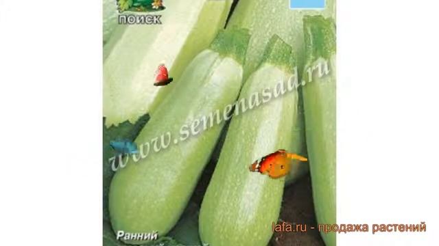Кабачок обыкновенный Белогор F1 (belogor f1) ? обзор: как сажать, семена кабачка Белогор F1 смотреть онлайн