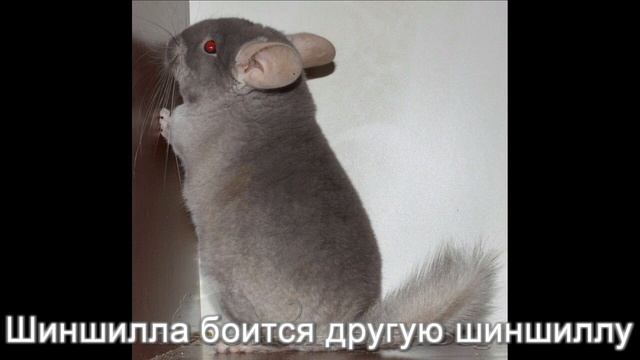 Звуки шиншилл смотреть онлайн