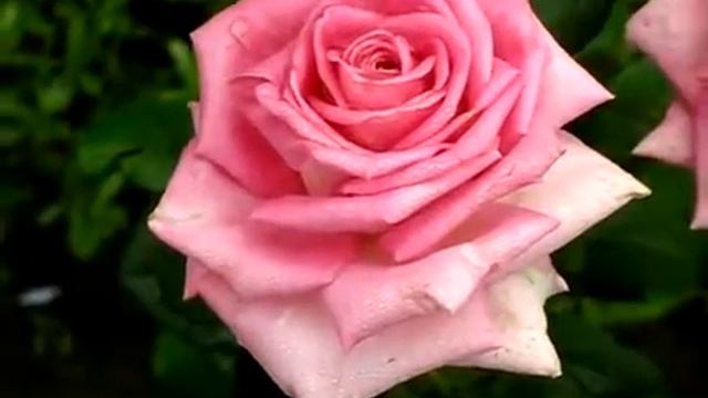 Rose Eiffel Tower (Эйфелева Башня роза) смотреть онлайн