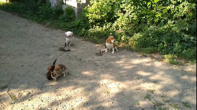 Дрессировка железная выдержка! смотреть онлайн