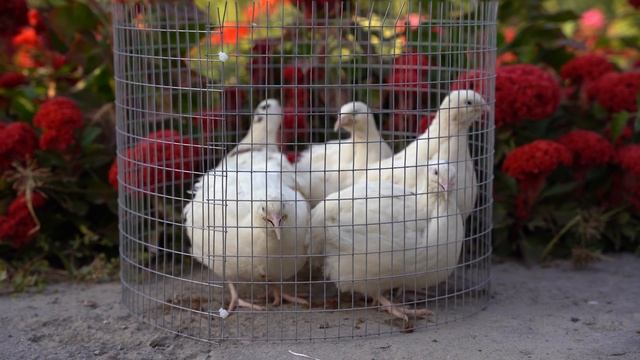 Перепела гигант | танюшкин гигант | бройлер смотреть онлайн