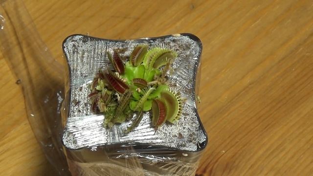 Домашние монстры Китая #3. Плотоядное растение смотреть онлайн