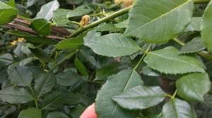 роза Голден Селебрейшн —красота второй волны цветения