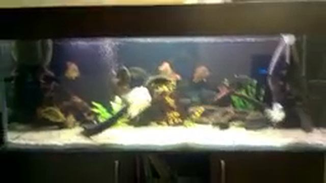 Интерактивный аквариумный туризм №17(18+) смотреть онлайн