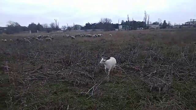 Овцы Лакон смотреть онлайн