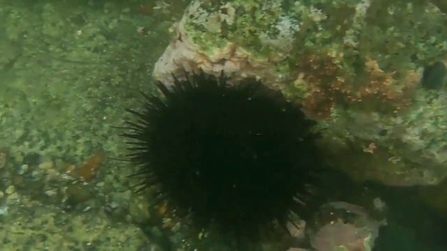 Жители морского дна в селе Андреевка, Приморского края смотреть онлайн