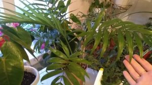 ХАМЕДОРЕЯ спустя два месяца после укоренения . Уход в домашних условиях.