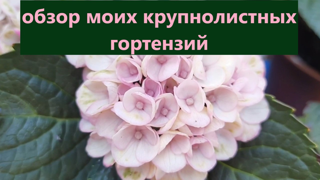 Моя молодая коллекция крупнолистных гортензий. Как гортензии растут и развиваются. смотреть онлайн