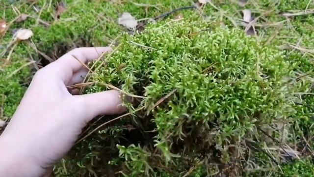 Мох и кора для орхидей, как заготавливаю и где беру. #хештег#моишестьсоток #мох#кора
