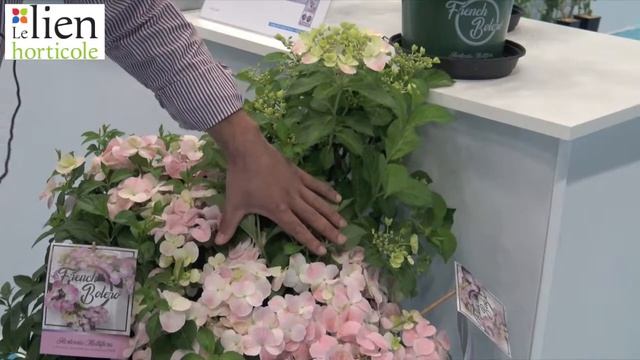 Hydrangea ‘French Bolero’ : Coup De Cœur D’un Passionné De Botanique