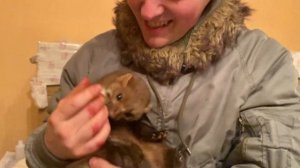Куница отгрызает человеческий нос