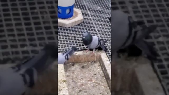 ? Serbian High-Flying Pigeons by Lindi Dervishi | Srpski visokoletač | Сербские высоколётные голуби смотреть онлайн