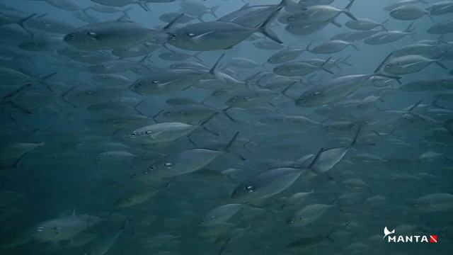 The bull Shark of Cabo Pulmo | Mexico смотреть онлайн