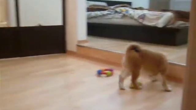 Шиба играет смотреть онлайн
