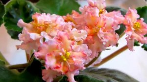 42 Сорта ФИАЛОК.  С названиями и обзором в ОДНОМ видео