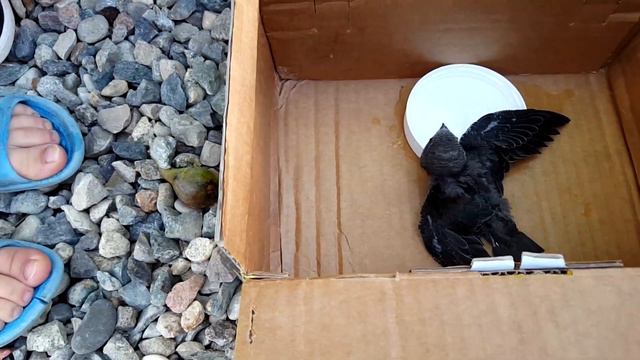 Стриж выпал из гнезда 🐦 Жалко птичку смотреть онлайн