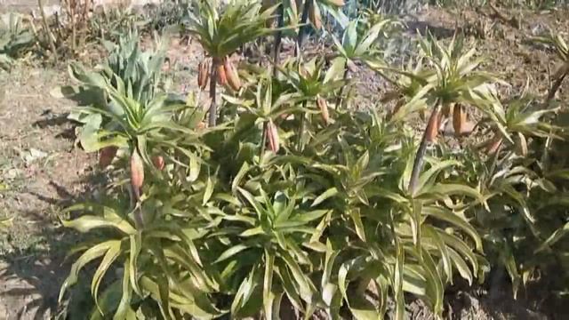 самодельный инкубатор часть2 смотреть онлайн