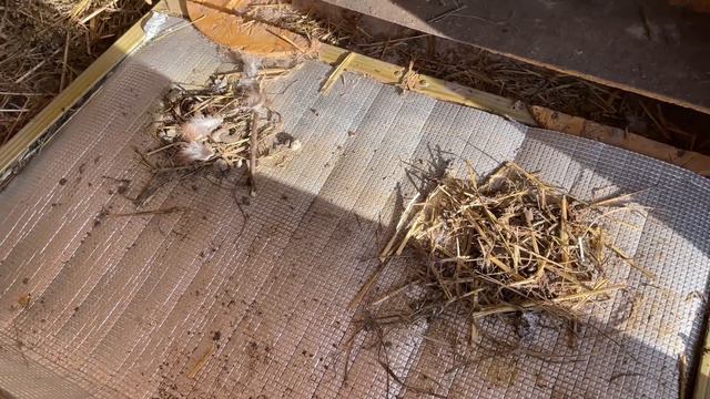 В КУРЯТНИКЕ 11 ВЕДЕР ВОДЫ Природный стимулятор яиц смотреть онлайн